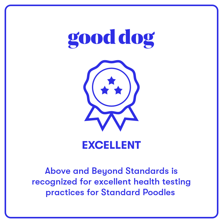 AKC Standard Poodle Puppies Available For Sale North Carolina